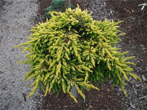 Juniperus comm. -Goldschatz-