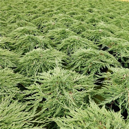 Juniperus hor Pancake