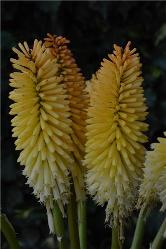 Kniphofia Moonstone
