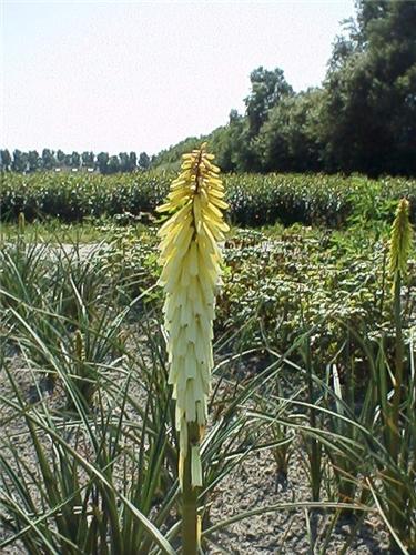 Kniphofia Perry's 