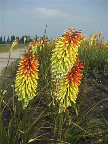 Kniphofia Royal St