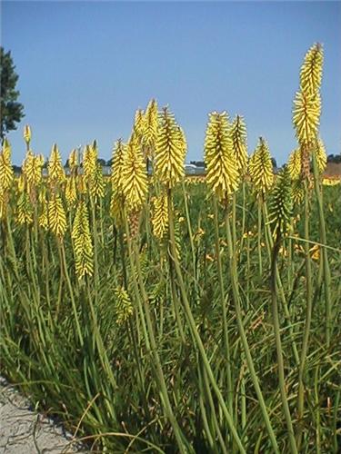 Kniphofia Vanilla'
