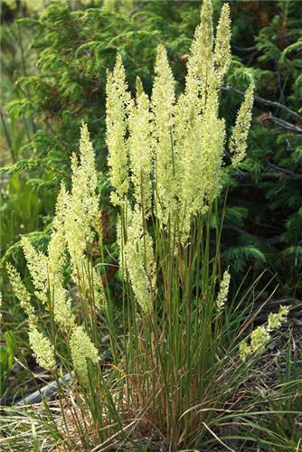 Koeleria macrantha