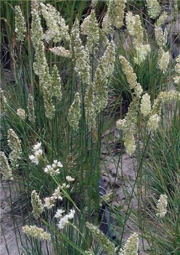 Koeleria vallesiana Mountain Breeze