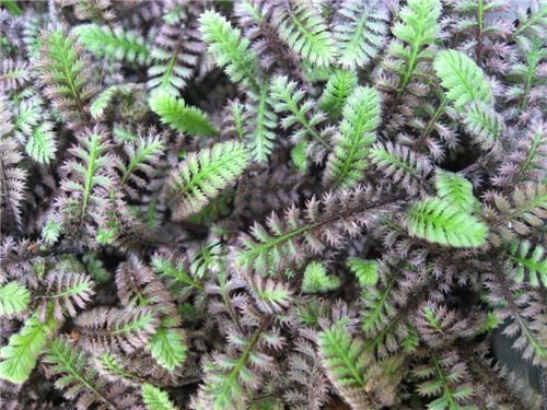 Leptinella squalida -Platts Black-