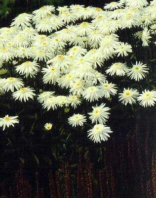 Leucanthemum Maxim