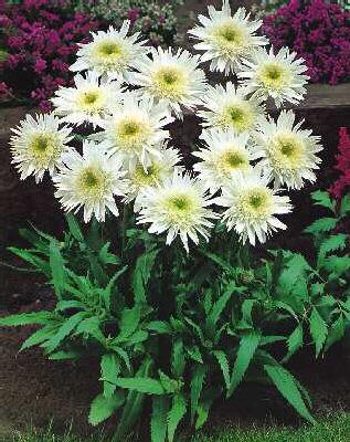Leucanthemum Maxim