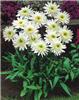 Leucanthemum Maxim