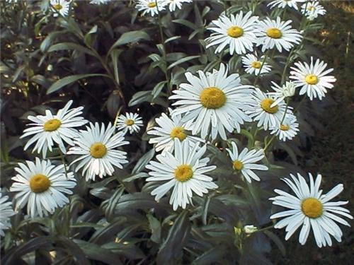 LeucanthemumAlaska