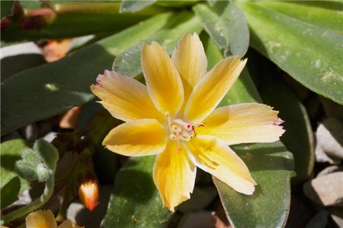 Lewisia Longipetala -Little Mango-