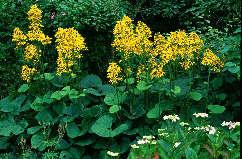 Ligularia Gregynog
