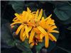 Ligularia dent.Oth