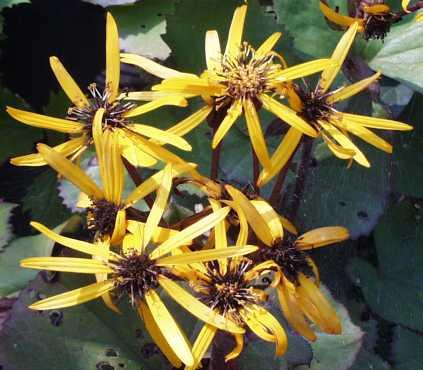 Ligularia desdemon