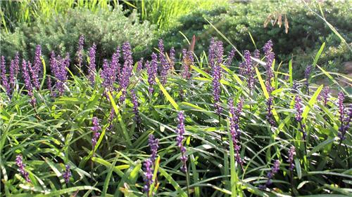 Liriope muscari Amethyst