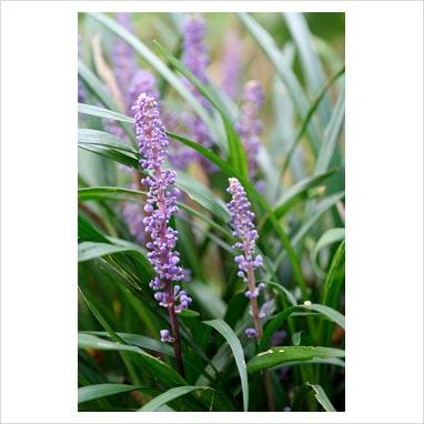Liriope muscari Bi