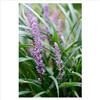 Liriope muscari Bi