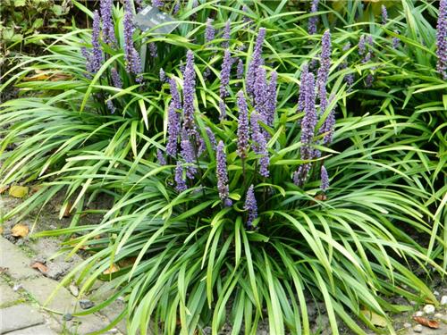 Liriope muscari Evergreen Giant