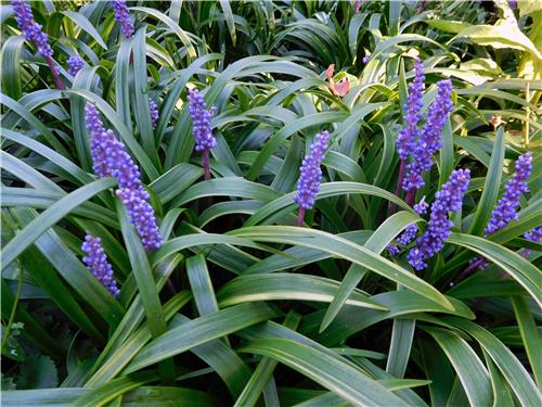 Liriope muscari Gold Banded