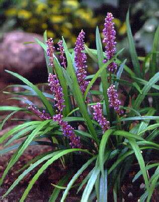 Liriope muscari In