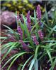 Liriope muscari In