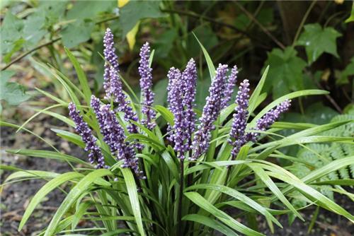 Liriope muscari Lilac Wonder