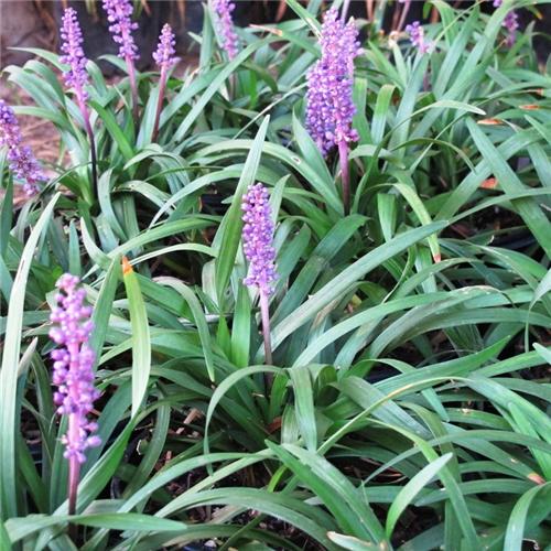 Liriope muscari Majestic