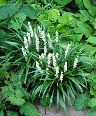 Liriope muscari Mo