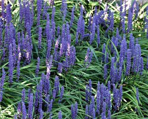 Liriope muscari Moneymaker