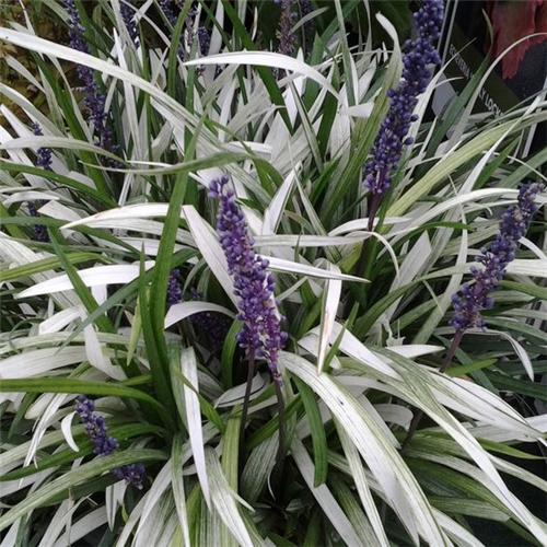 Liriope muscari Okina