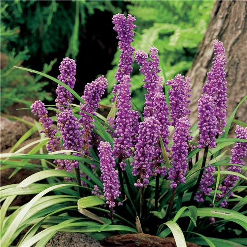 Liriope muscari Purple Passion