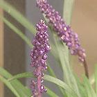 Liriope muscari Ro