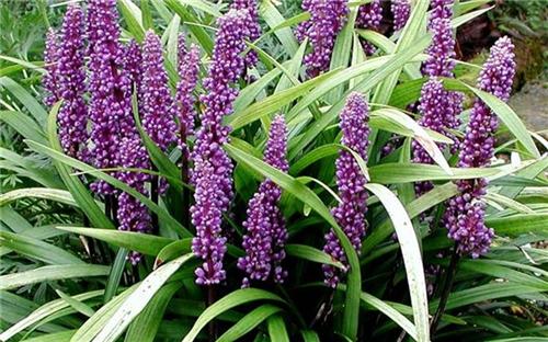 Liriope muscari Super Blue