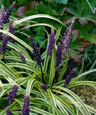 Liriope muscari Va