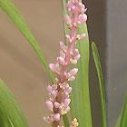 Liriope muscari samantha