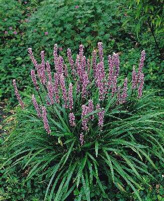 Liriope muscari