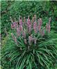 Liriope muscari