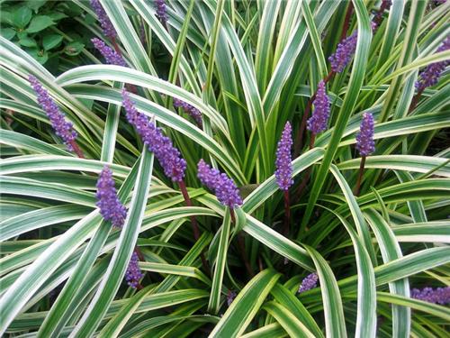 Liriope spicata Silvery Sunproof