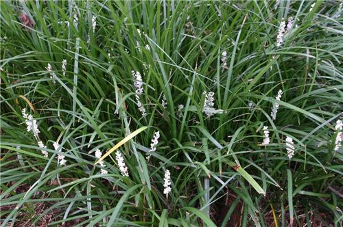 Liriope spicata