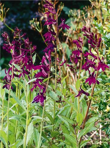 Lobelia 'Hadspen P