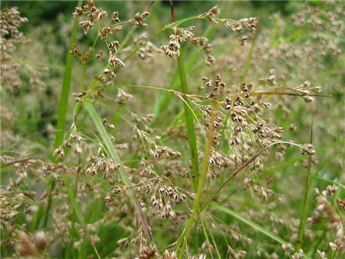 Luzula luzuloides