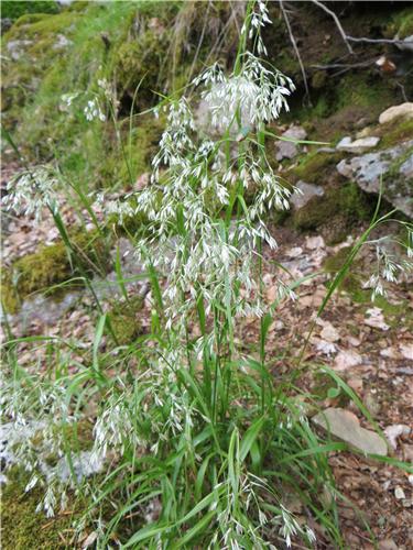 Luzula pedemontana