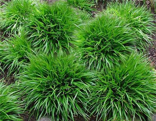 Luzula pilosa Igel