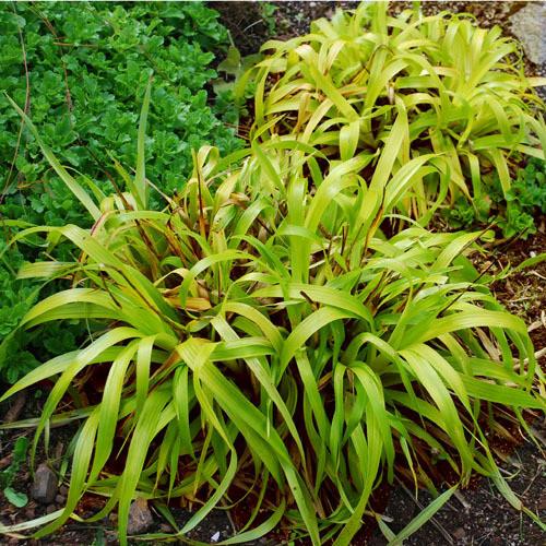 Luzula sylvatica Solar Flair