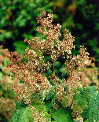 Macleaya micr. Kel