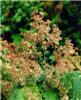 Macleaya micr. Kel