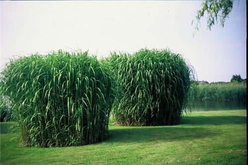 Miscanthus Giganteus