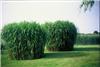 Miscanthus Giganteus