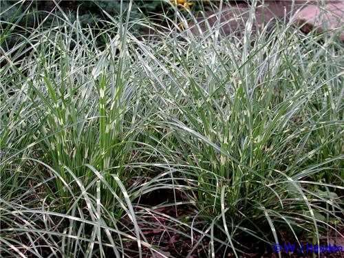 Miscanthus Little 