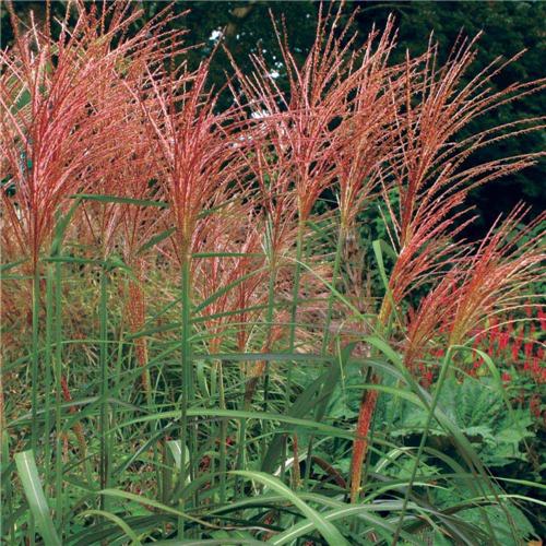 Miscanthus Purpurascens