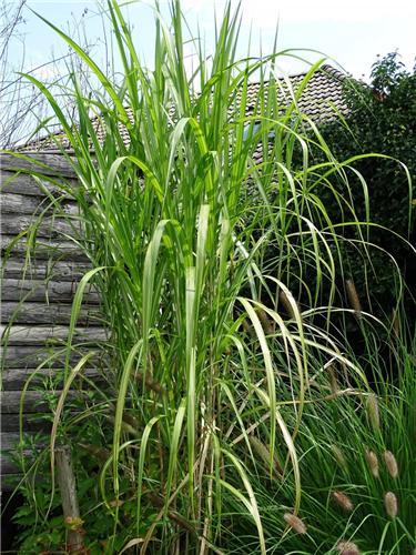 Miscanthus giganteus Jubilaris